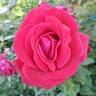 Lasting Love rose photo