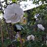 Aspirin ® Rose rose photo