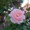 Clair Renaissance ™ rose photo