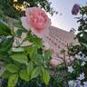 Donatella rose photo