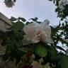 The Generous Gardener rose photo
