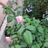 The Generous Gardener rose photo