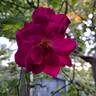 Young Lycidas rose photo