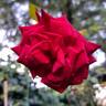 Rouge Adam rose photo