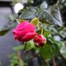 Penelope Lively rose photo