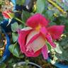 Cherries rose photo
