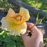 Helen Hayes rose photo