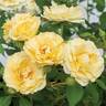 MEIdevi rose photo