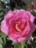 Barbra's Baby rose photo