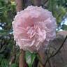 Catherine Meurisse rose photo