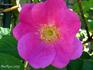 America rose photo