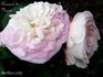 Bouquet de Marie rose photo