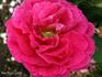 Arlequin rose photo