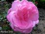 Sanglant rose photo