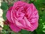 Madame Alice Dureau rose photo