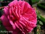 Albert la Blotais rose photo