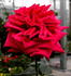 Arctic Flame rose photo