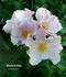 Charlotte Anne rose photo