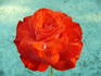 Farandole ® rose photo