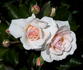 Dame Cath rose photo