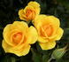 Golden Tribute rose photo