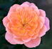 Honey Bunch ® rose photo