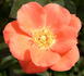 Anna Wheatcroft rose photo