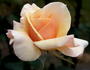 Anne Watkins rose photo