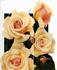 Rochester rose photo