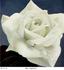 Rex Anderson rose photo