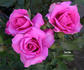 Ferrin rose photo