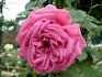 Albert la Blotais rose photo
