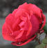 Alec Rose rose photo