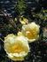 <i>Rosa alabukensis</i> Tkatsch. rose photo