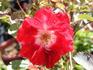 Anna Legacy rose photo