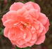 Angela Rippon ® rose photo