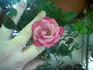 Magenta Mystique™ rose photo