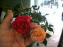 Fireworks ™ rose photo