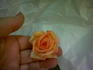 Absolutely ™ rose photo