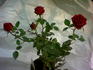Chattooga ™ rose photo